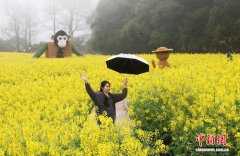 江西婺源十余万亩油菜花盛开 游客雨中畅游赏花